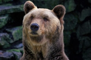 JNUG ETF: Excuse me Mr. Bear could you please stop chewing on my investment?
