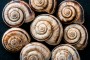 Mathematical law governs prices and the shape of snail shells.