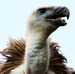 gold-vultures