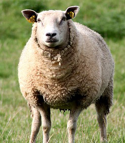 consensus-sheep