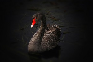 black-swan-122983_640