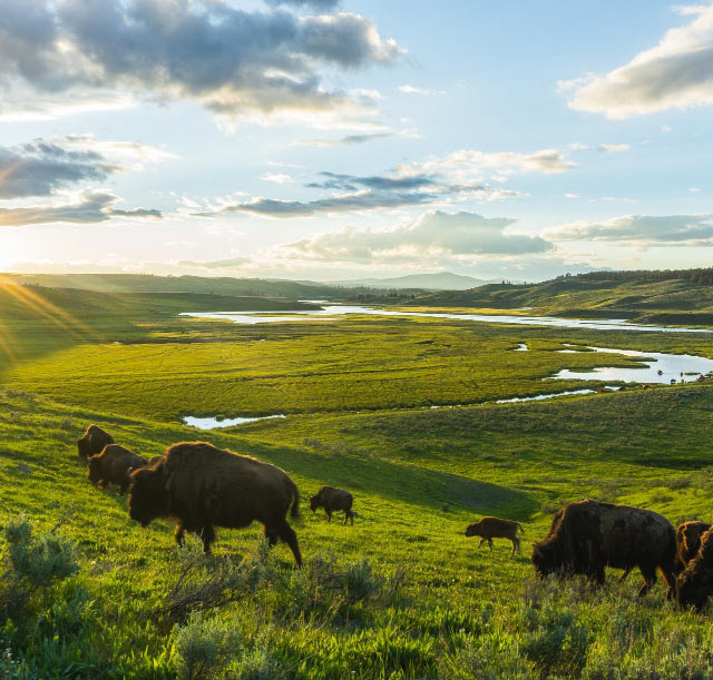 Buying Gold in Wyoming - Wyoming Natural Scenery and Bison